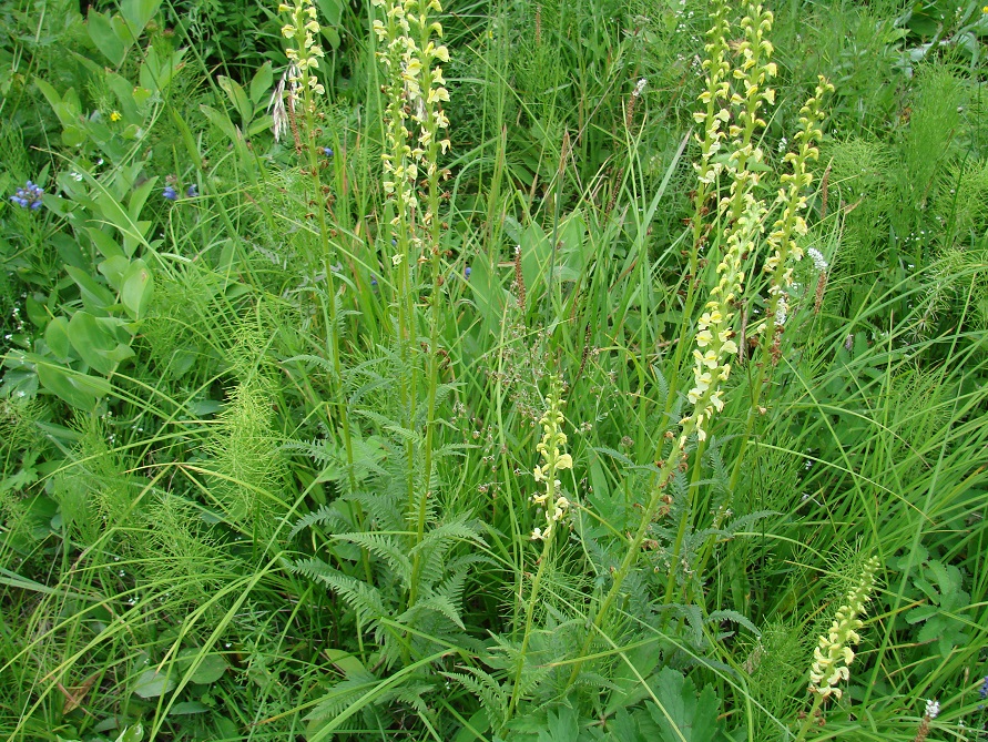 Image of Pedicularis incarnata specimen.