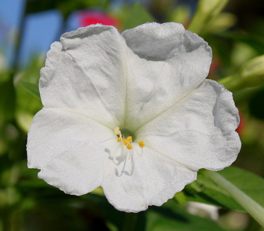 Изображение особи Mirabilis jalapa.