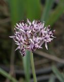 Allium kandemirii