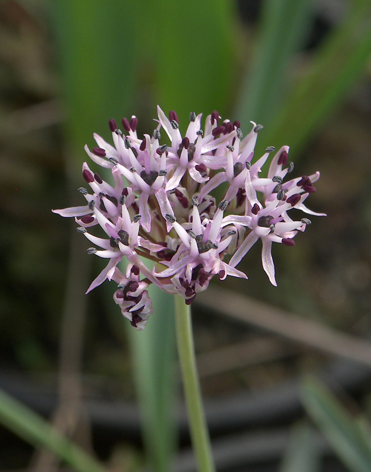 Изображение особи Allium kandemirii.