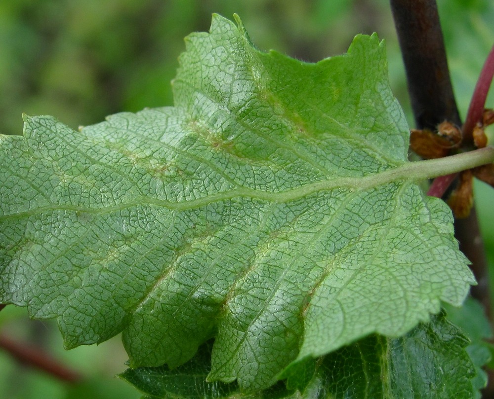 Изображение особи Betula pubescens.