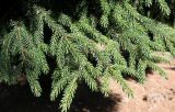 Picea orientalis. Ветви нижней части кроны. Германия, г. Essen, Grugapark. 29.09.2013.