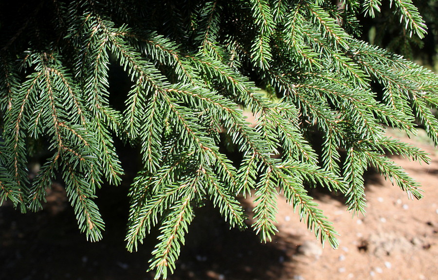 Изображение особи Picea orientalis.