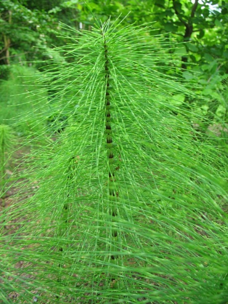 Image of Equisetum telmateia specimen.