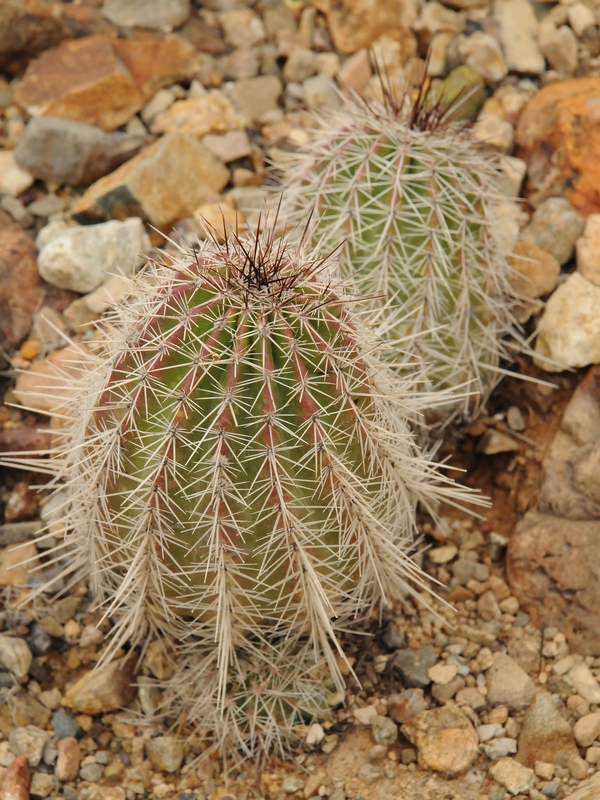 Изображение особи Echinocereus stolonifer.