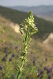 Ornithogalum pyrenaicum. Соцветие. Крым, Севастополь, окр. Инкермана. 25.03.2014.