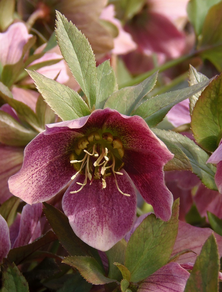 Image of Helleborus abchasicus specimen.