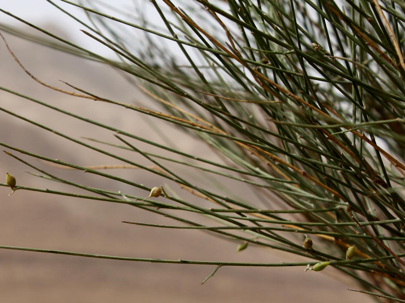 Image of Retama raetam specimen.