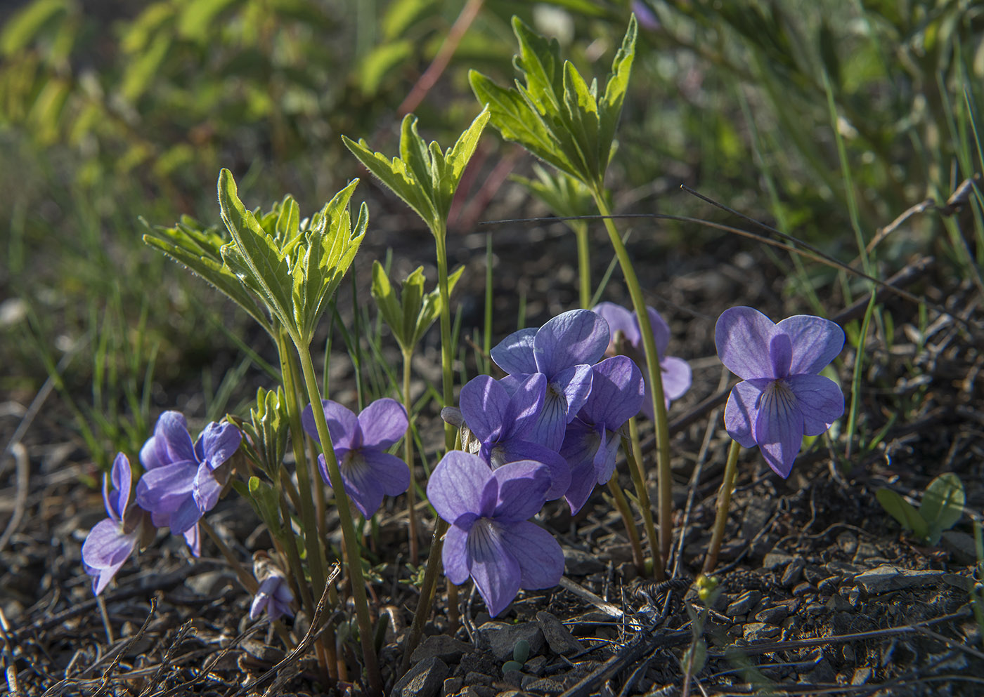 Image of Viola dactyloides specimen.