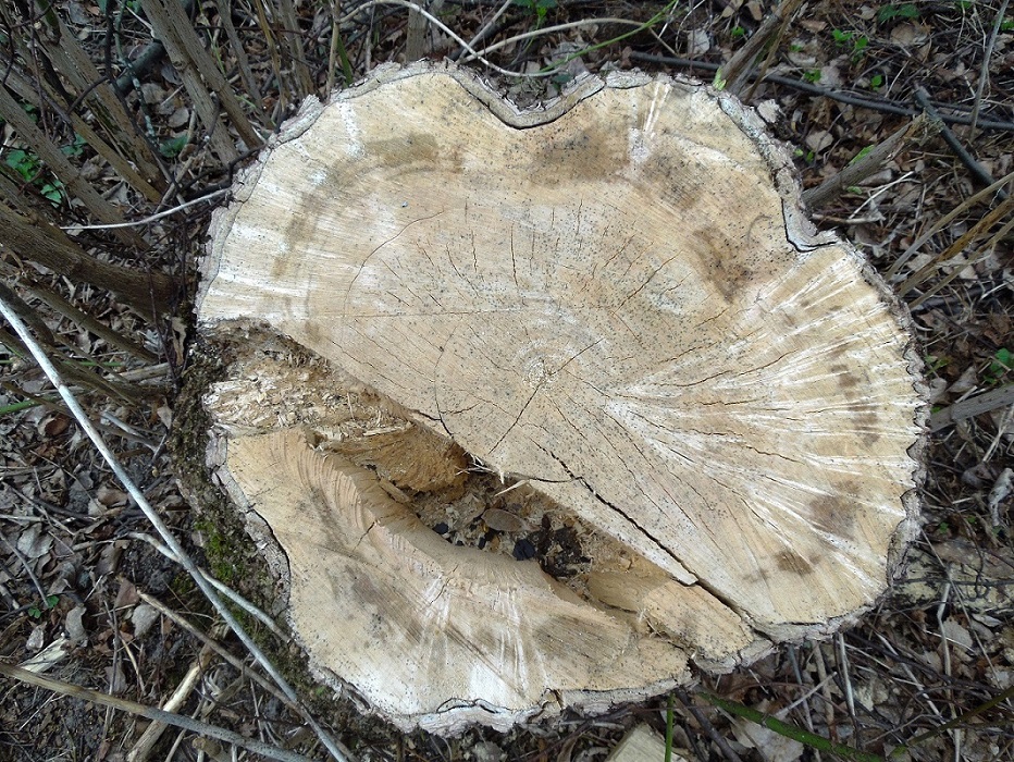Image of Acer negundo specimen.