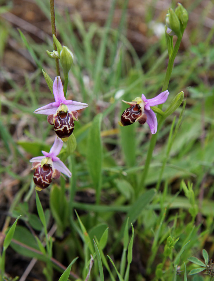 Image of Ophrys oestrifera specimen.