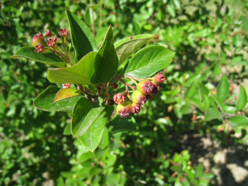 Image of Cotoneaster lucidus specimen.