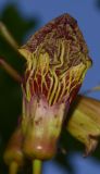 Image of taxon representative. Author is Татьяна Мальчинская