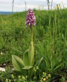 Orchis militaris ssp. stevenii