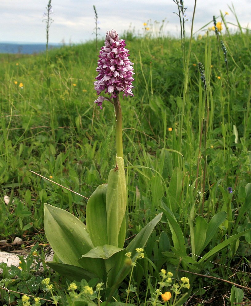 Изображение особи Orchis militaris ssp. stevenii.