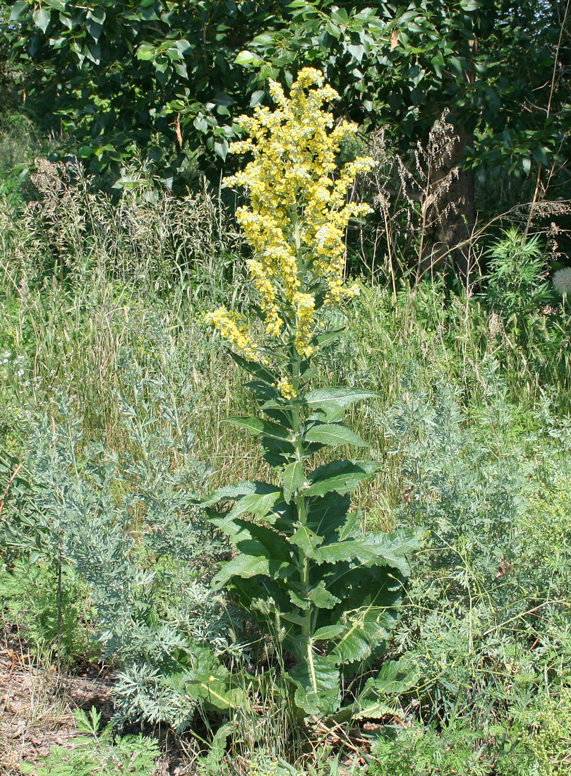 Изображение особи Verbascum lychnitis.