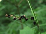 Carex pilosa