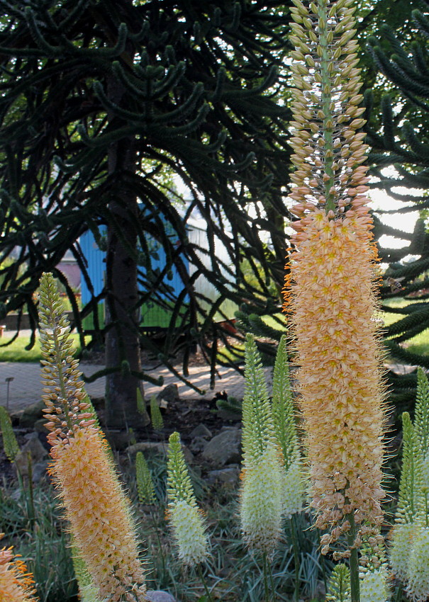 Image of Eremurus × isabellinus specimen.