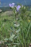 Linum lanuginosum. Верхушка цветущего растения. Горный Крым, Чатырдаг. 16 июня 2014 г.