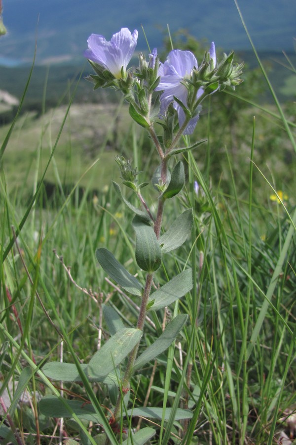 Image of Linum lanuginosum specimen.