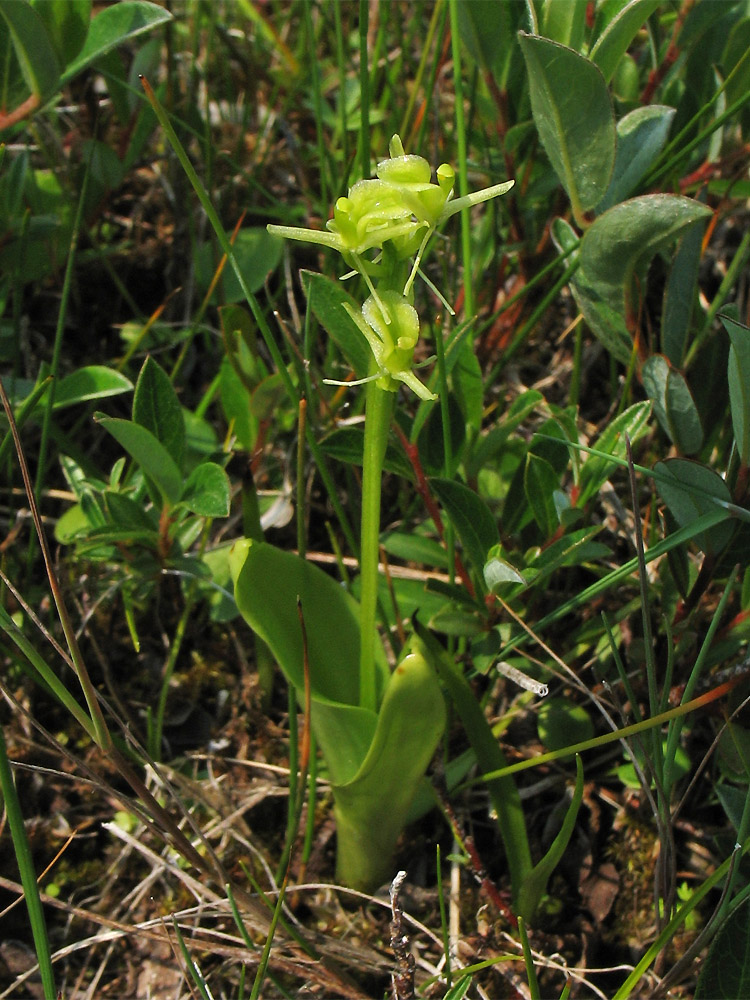 Image of Liparis loeselii specimen.