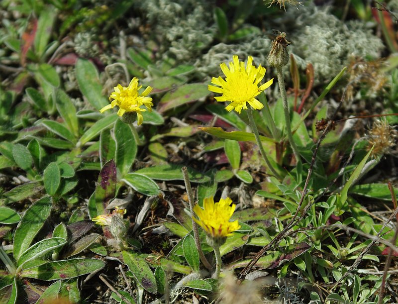 Изображение особи Pilosella officinarum.