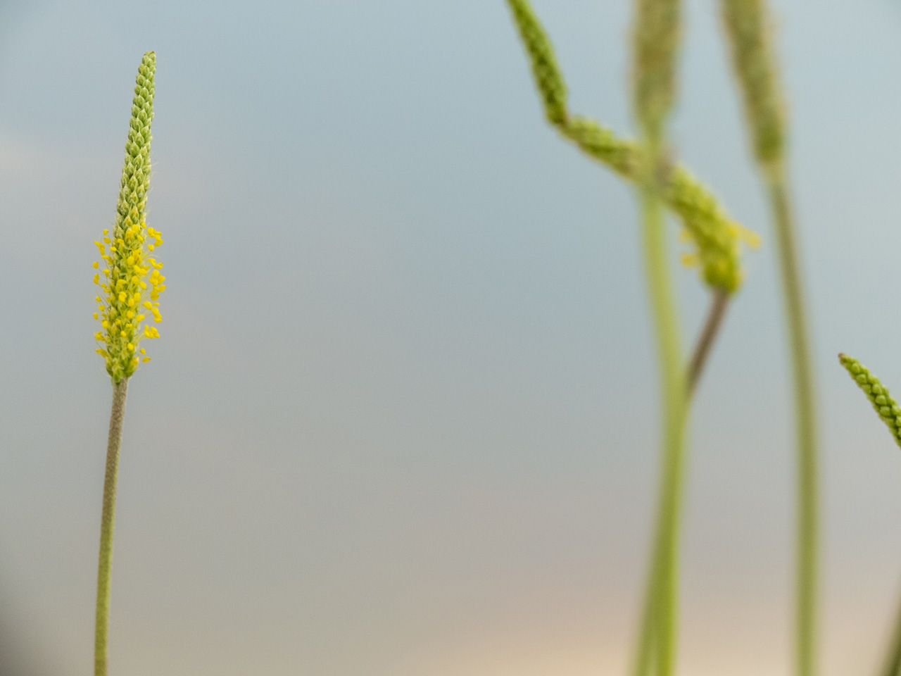 Изображение особи Plantago salsa.