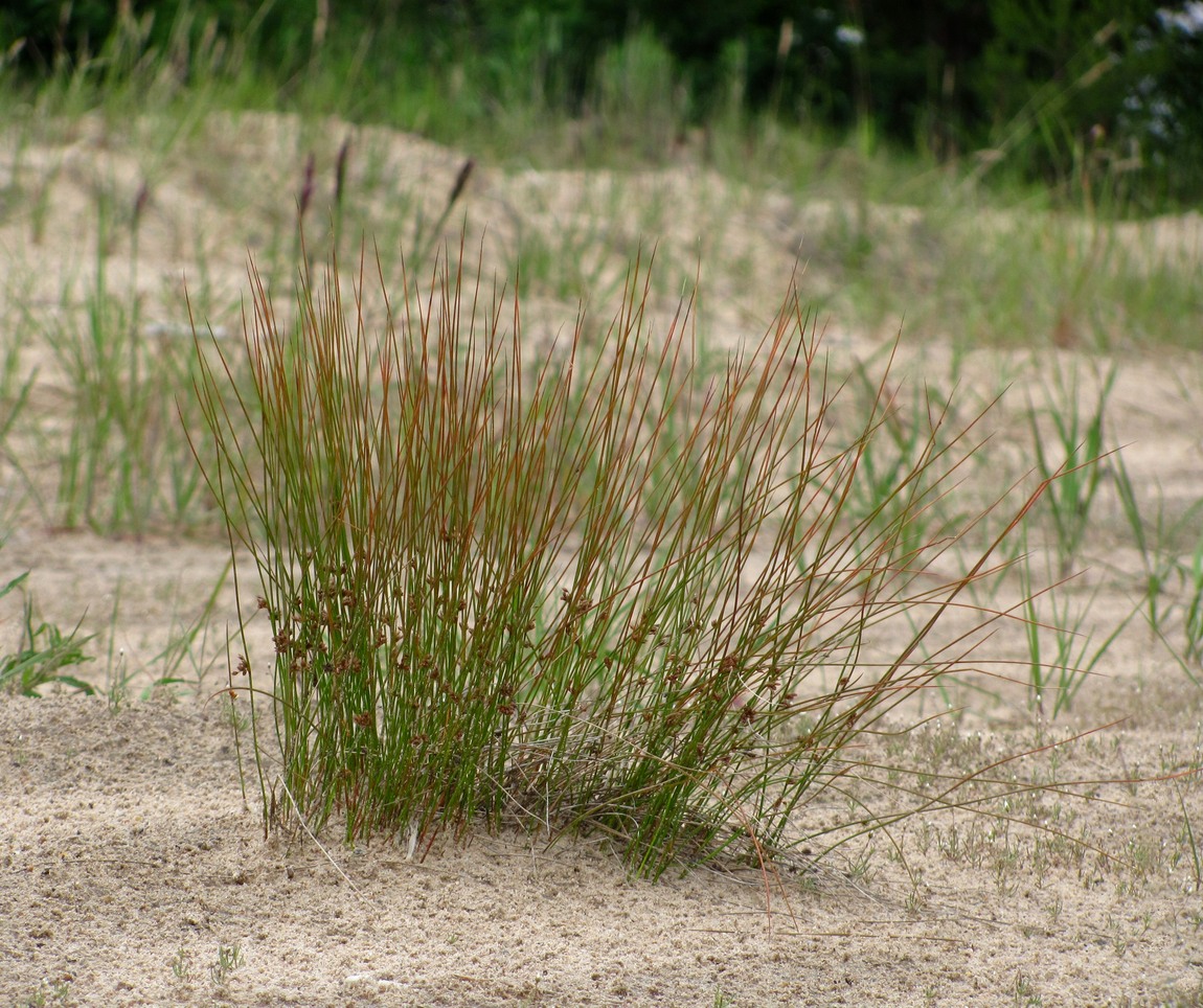 Изображение особи Juncus filiformis.