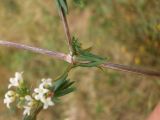 Galium humifusum