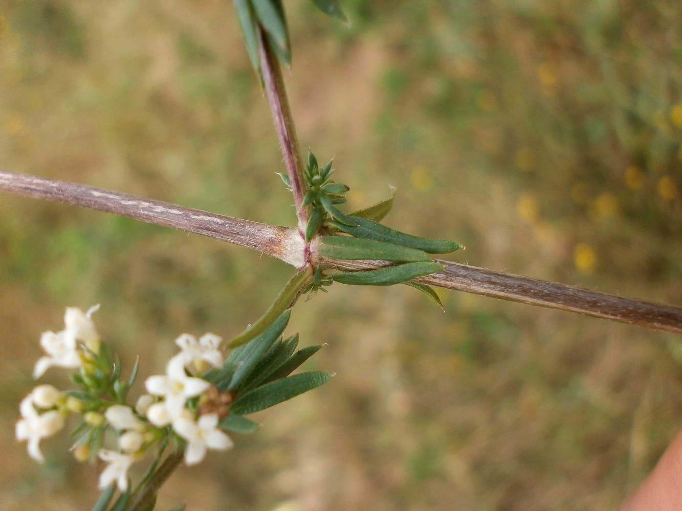 Изображение особи Galium humifusum.