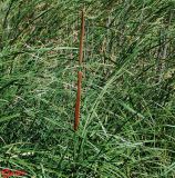 Typha austro-orientalis