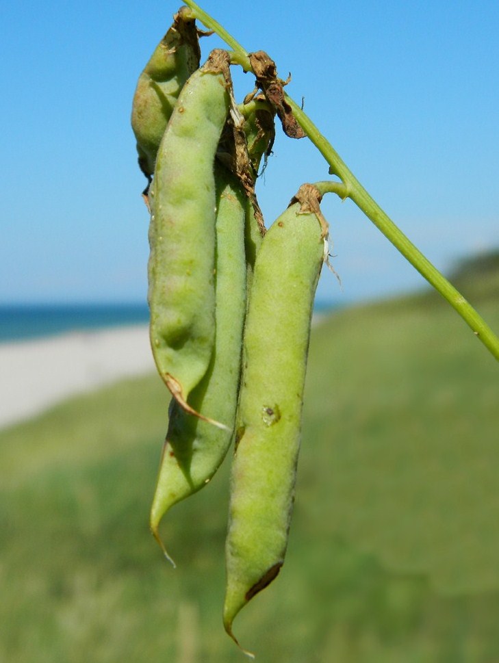 Изображение особи Lathyrus japonicus ssp. maritimus.