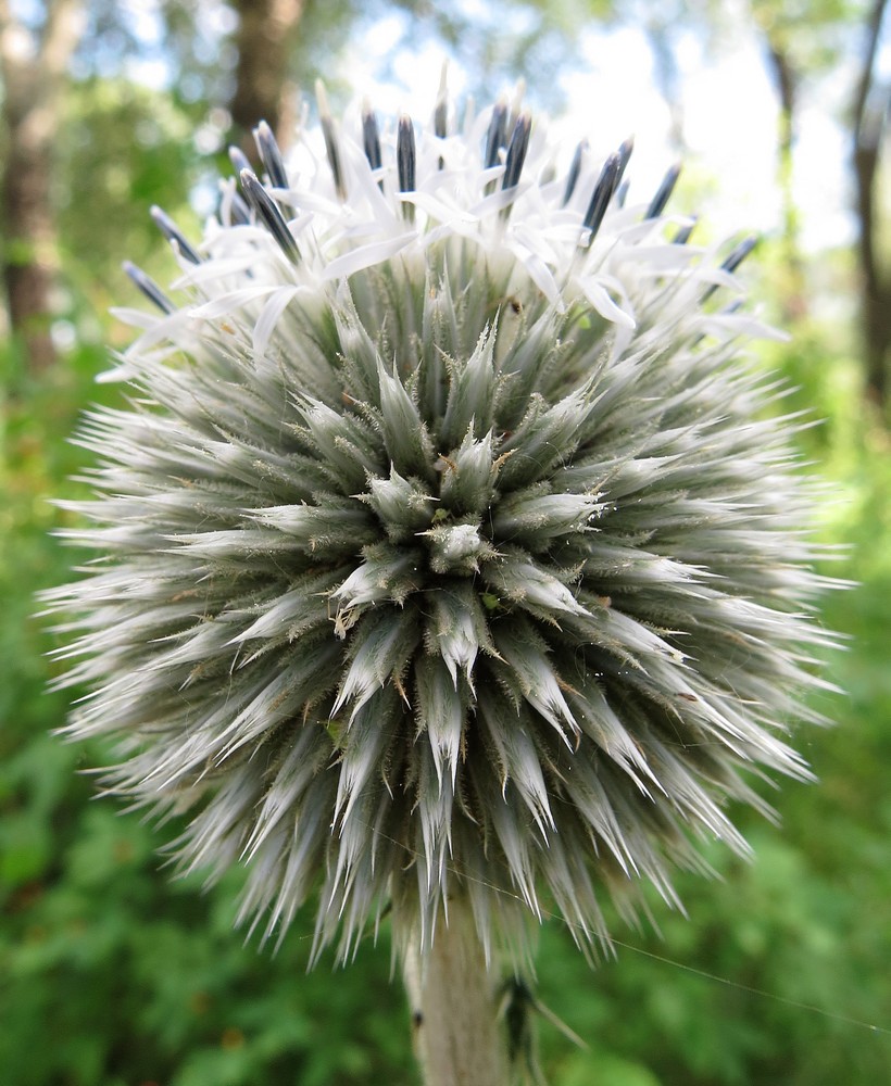 Изображение особи Echinops sphaerocephalus.