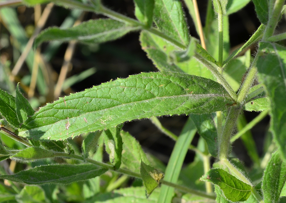 Image of Epilobium hirsutum specimen.