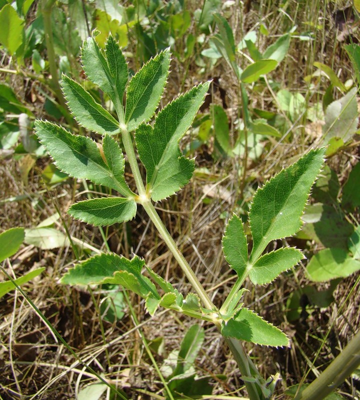 Изображение особи Macroselinum latifolium.