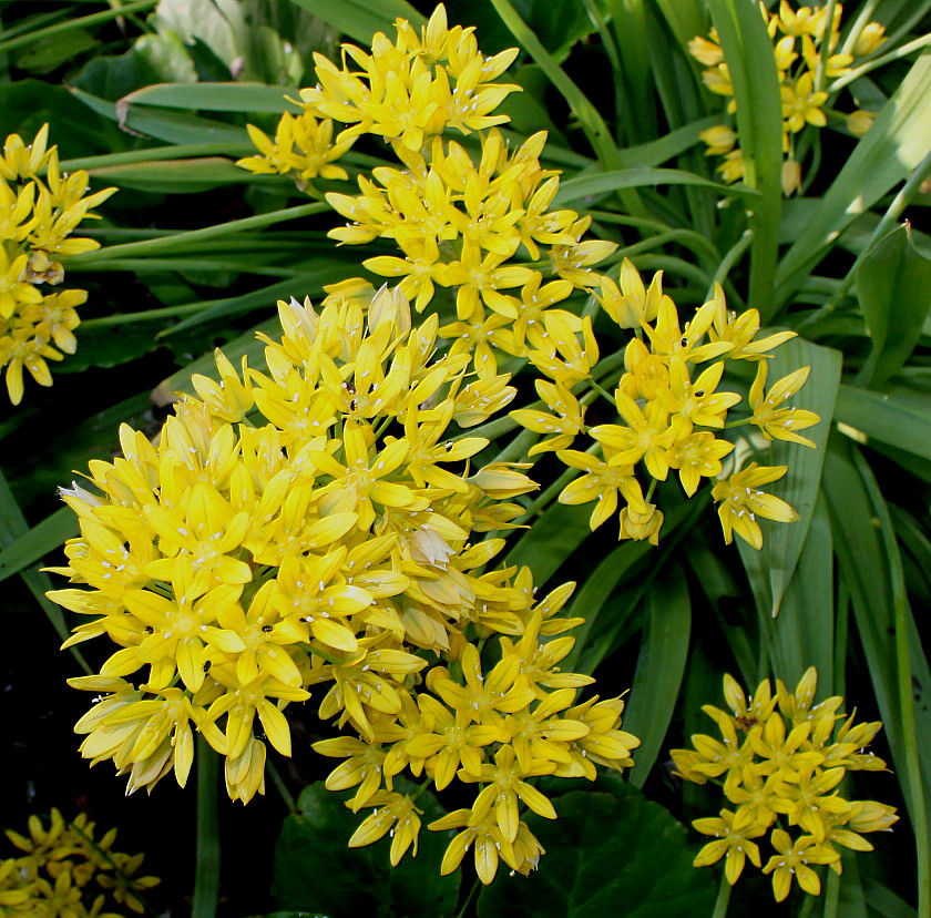 Image of Allium moly specimen.