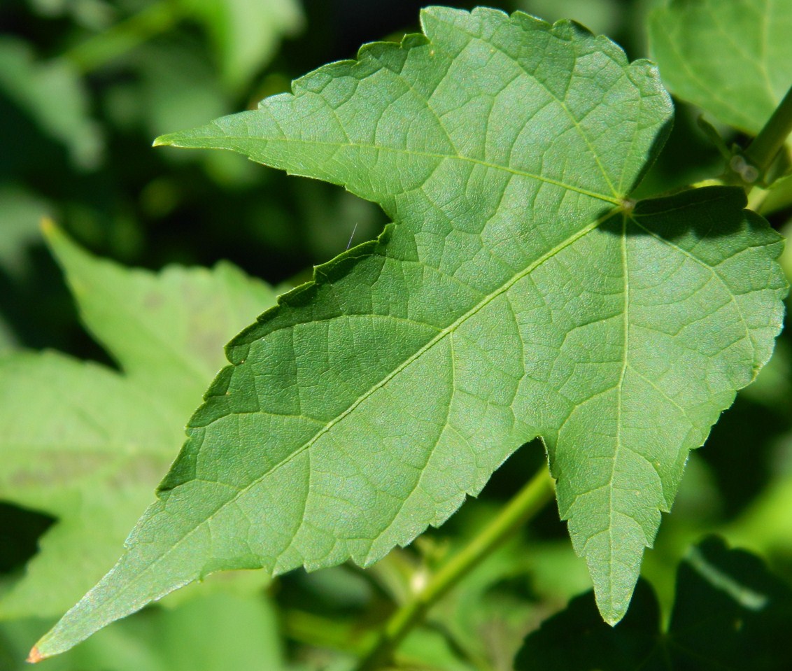 Image of Abutilon &times; hybridum specimen.