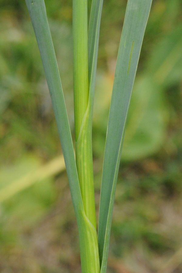 Image of Allium hymenorhizum specimen.