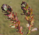 род Polygonum. Верхушки цветущих растений. Татарстан, г. Бавлы, футбольное поле. 20.09.2014.