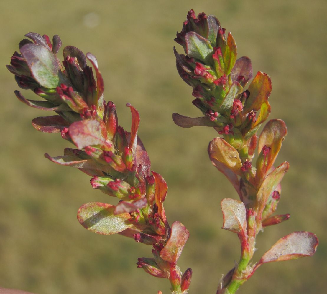 Изображение особи род Polygonum.