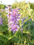 Vicia tenuifolia