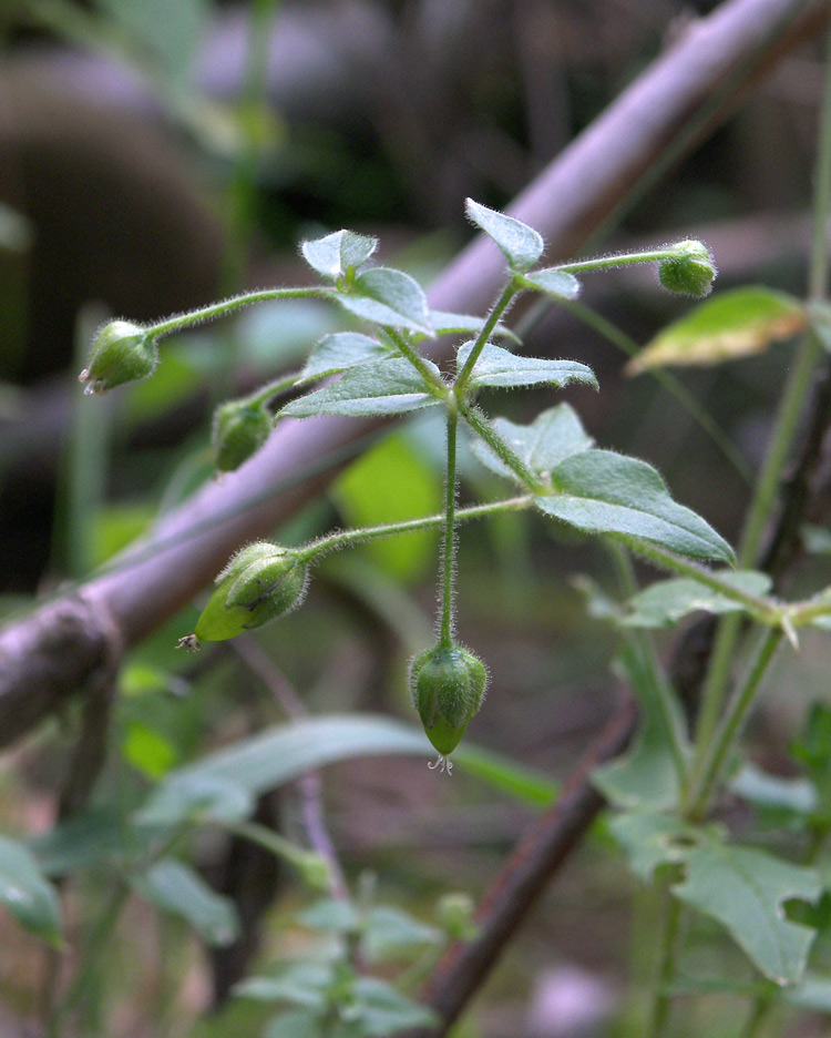 Image of Myosoton aquaticum specimen.
