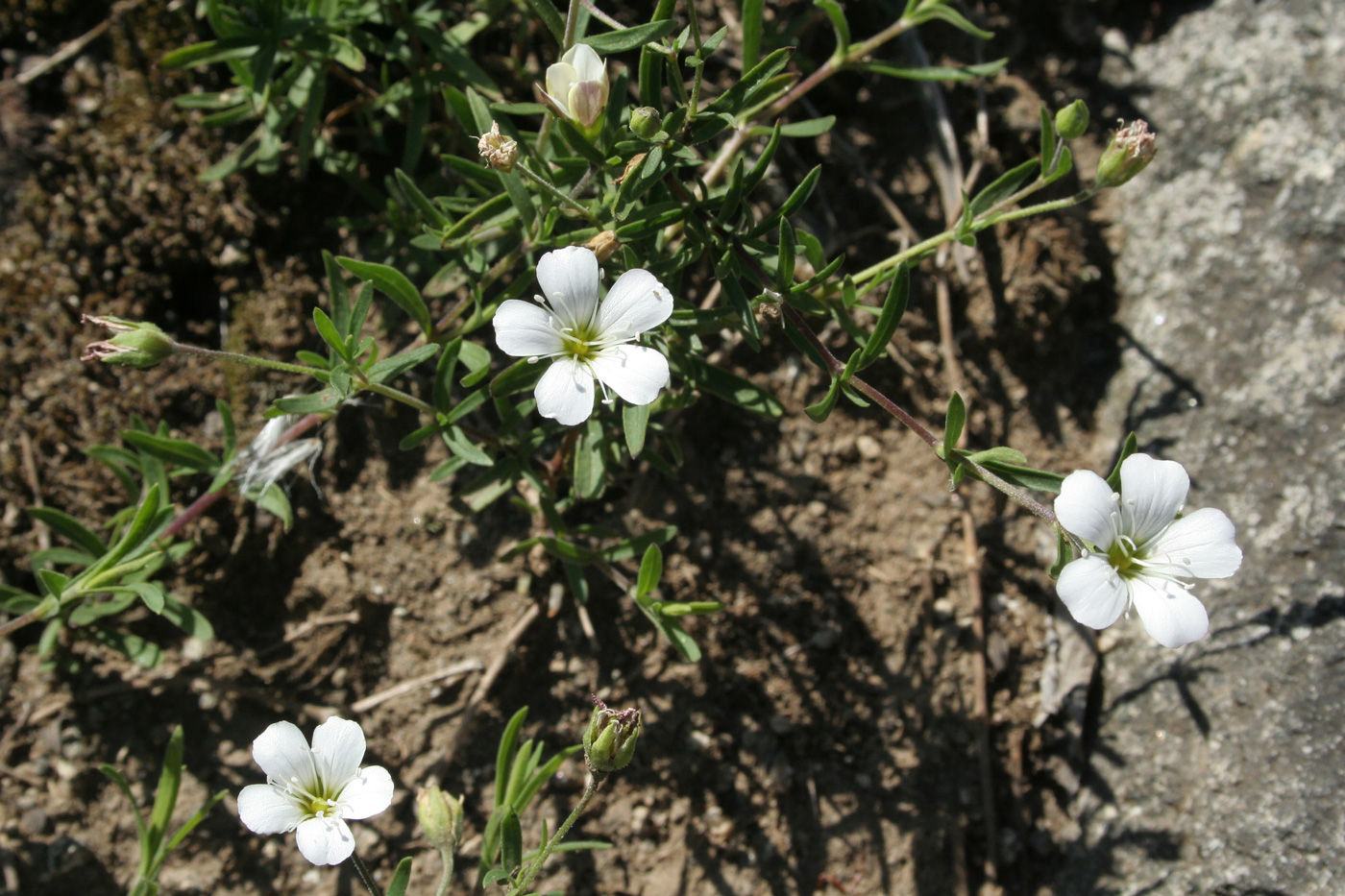 Изображение особи Gypsophila sericea.