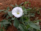 Convolvulus arvensis