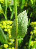 Doronicum carpaticum