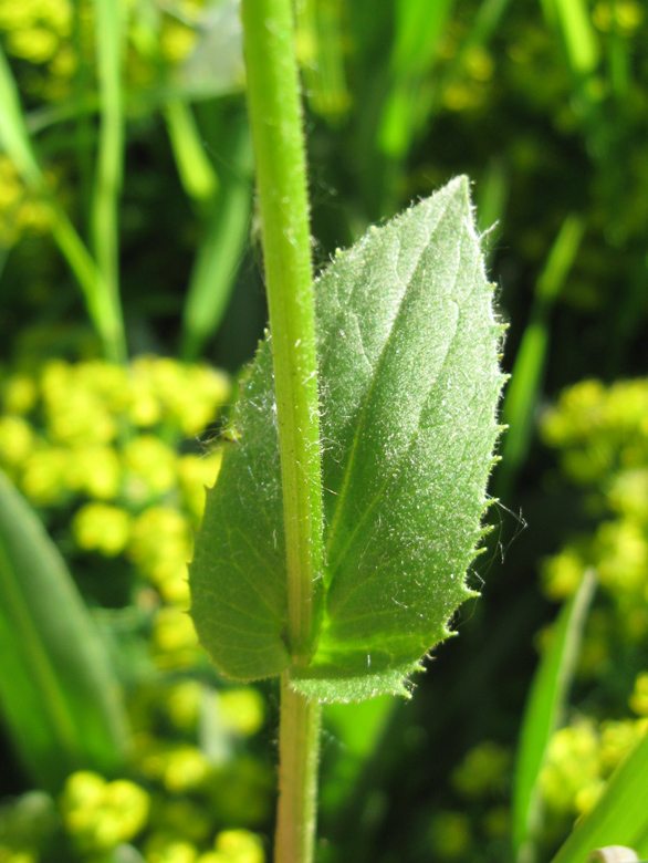 Изображение особи Doronicum carpaticum.