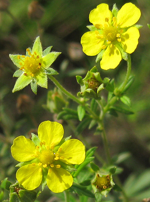 Image of Potentilla intermedia specimen.