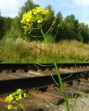 Sisymbrium loeselii. Соцветие. Томская обл., Томский р-н, окр. ст. Копылово. 23.08.2009.