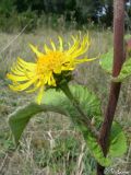 Inula helenium. Соцветие. Крым, Севастополь, Байдарская долина, окр. с. Орлиное. 22.08.2009.