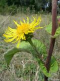 Inula helenium